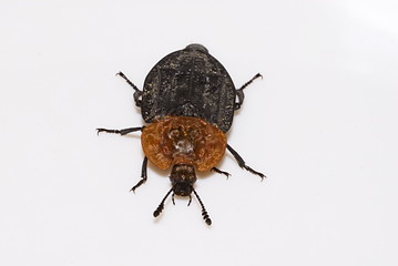 Rothalsige Silphe (Oiceoptoma thoracicum)
