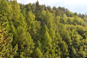 larch and pine forest