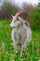 Obraz premium Goat
