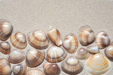 Shells On Sand