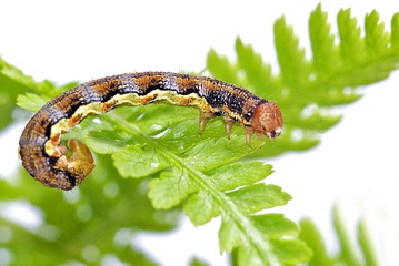 Raupe des Großen Frostspanners (Erannis defoliaria)