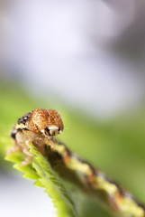 Raupe des Großen Frostspanners (Erannis defoliaria)