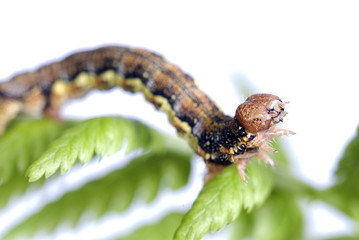 Raupe des Großen Frostspanners (Erannis defoliaria)