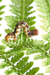 Raupe des Großen Frostspanners (Erannis defoliaria)