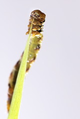 Raupe des Großen Frostspanners (Erannis defoliaria)