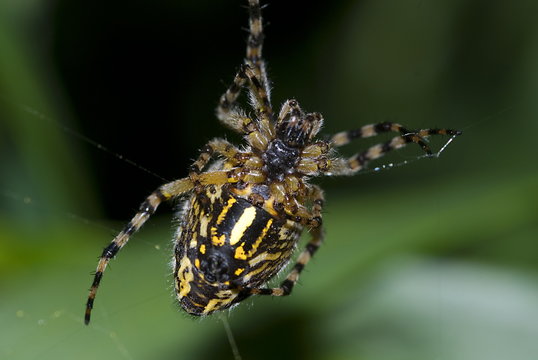 Eichblatt-Radspinne (Aculepeira ceropegia)