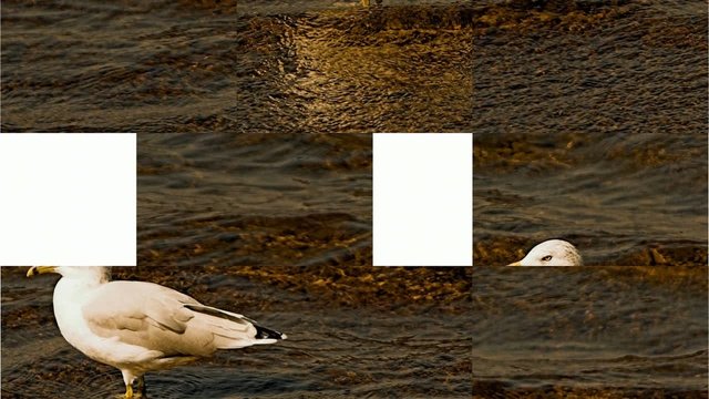 puzle de Gaviota
