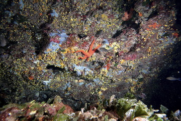 Naklejka na ściany i meble fondale marino diving