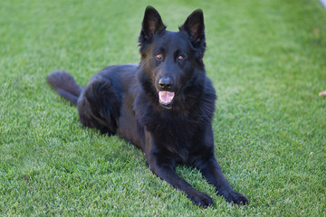 Black Shepherd