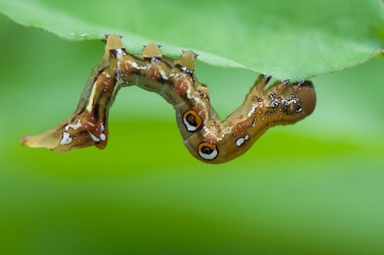 worm