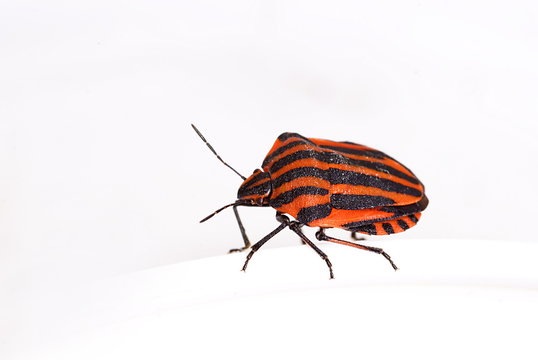 Streifenwanze (Graphosoma lineatum)