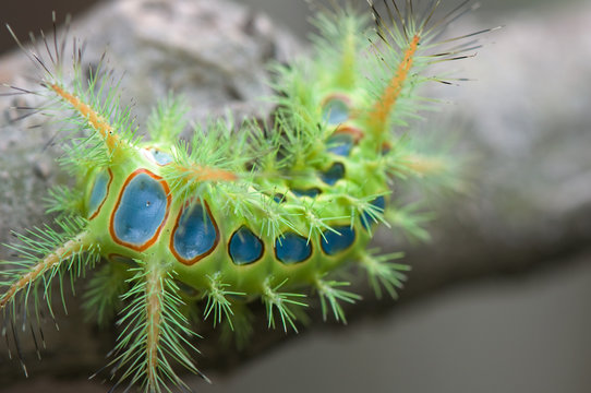 worm