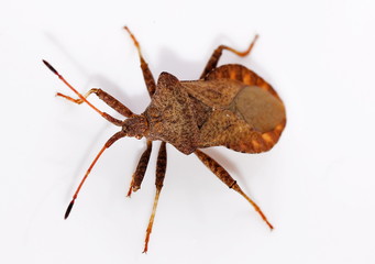 Braune Randwanze  (Gonocerus acuteangulatus)