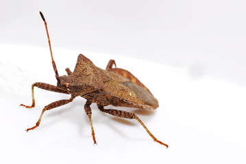 Braune Randwanze  (Gonocerus acuteangulatus)