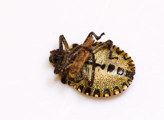 Rotbeinige Baumwanze (Pentatoma rufipes)