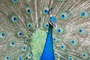 Obraz premium peacock