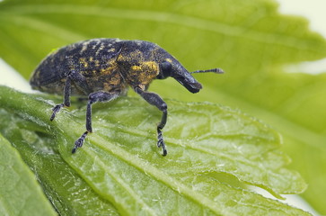 R&uuml;sselk&auml;fer (Larinus Sturnus)