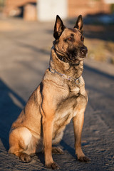 Sunset on a Malinois