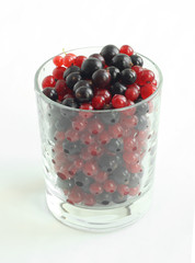 Red and black currant  berries