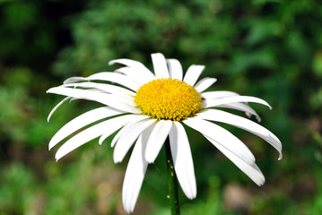 Field flower daisywheel close-up