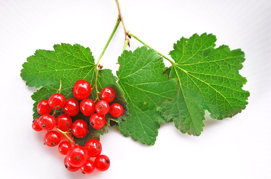 Preiselbeeren