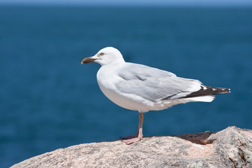Fototapeta na wymiar Seagull sitting on a rock near the sea