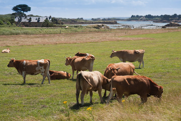 Fototapeta na wymiar Breton krów wypasanych w pobliżu morza na wyspie Brehat we Francji