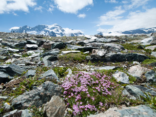 Fleurs de montagne devant les glaciers