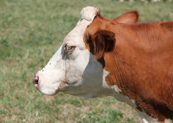 Side of the head of a cow