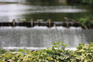 lierre devant ecluse