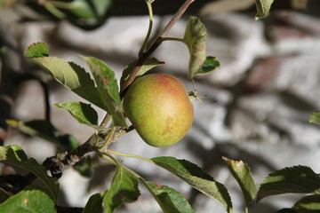 pomme