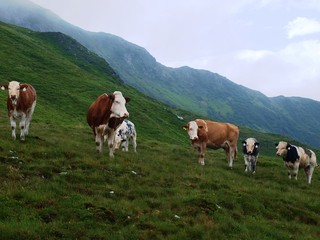 Fototapeta na wymiar Krowy na alpejskiej hali