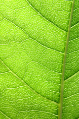 structure on a leaf