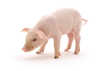 Pig