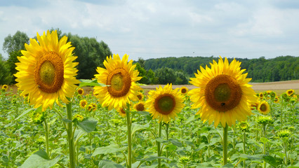 Sonnenblumenfeld