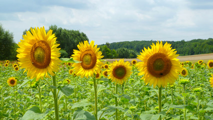 Fototapeta premium Sonnenblumenfeld