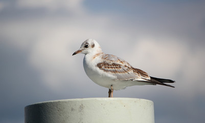 Seagull on a post