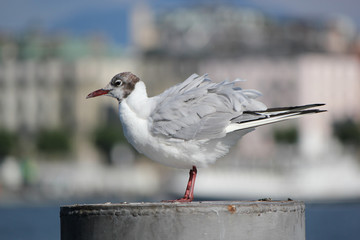 Seagull on a post