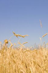 Obraz premium Ячменное поле.