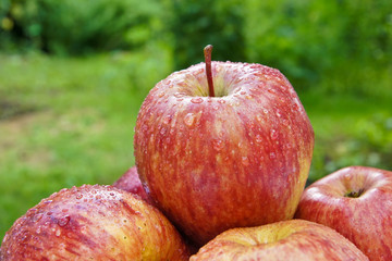 Apples on the table in the garden