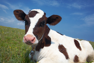 Attentive black and white cow in a field