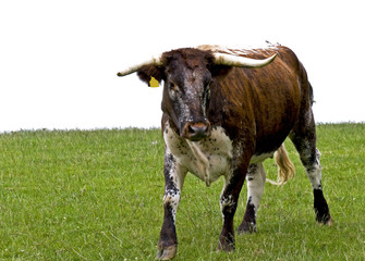 Cow