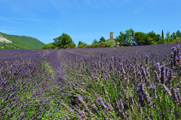 Champ de lavandes