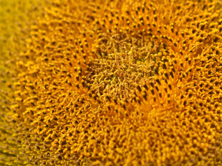 Sonnenblume Blütenstempel