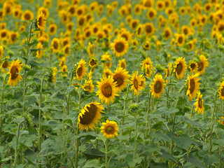 Fototapeta premium Sonnenblumenfeld