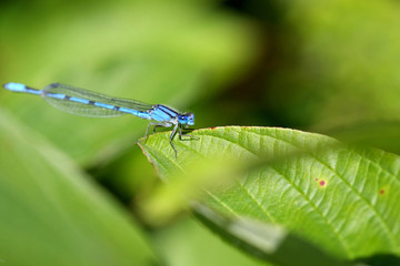 Northern Bluet Damselfly - Enallagma cyathigerum