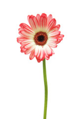 ピンクと白のガーベラ