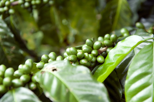 Plantación de café en Costa Rica