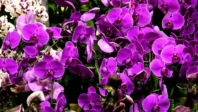 Orchids at exhibition in Singapore