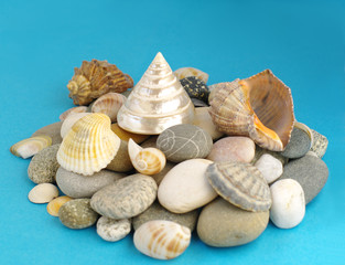 sea clamshells and stones